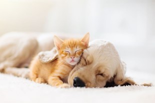 Somos Pet Friendly - Hotel Aqua Vitae - Villa de Leyva, Boyacá - image - 1