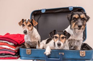 Somos Pet Friendly - Hotel Aqua Vitae - Villa de Leyva, Boyacá - image - 3